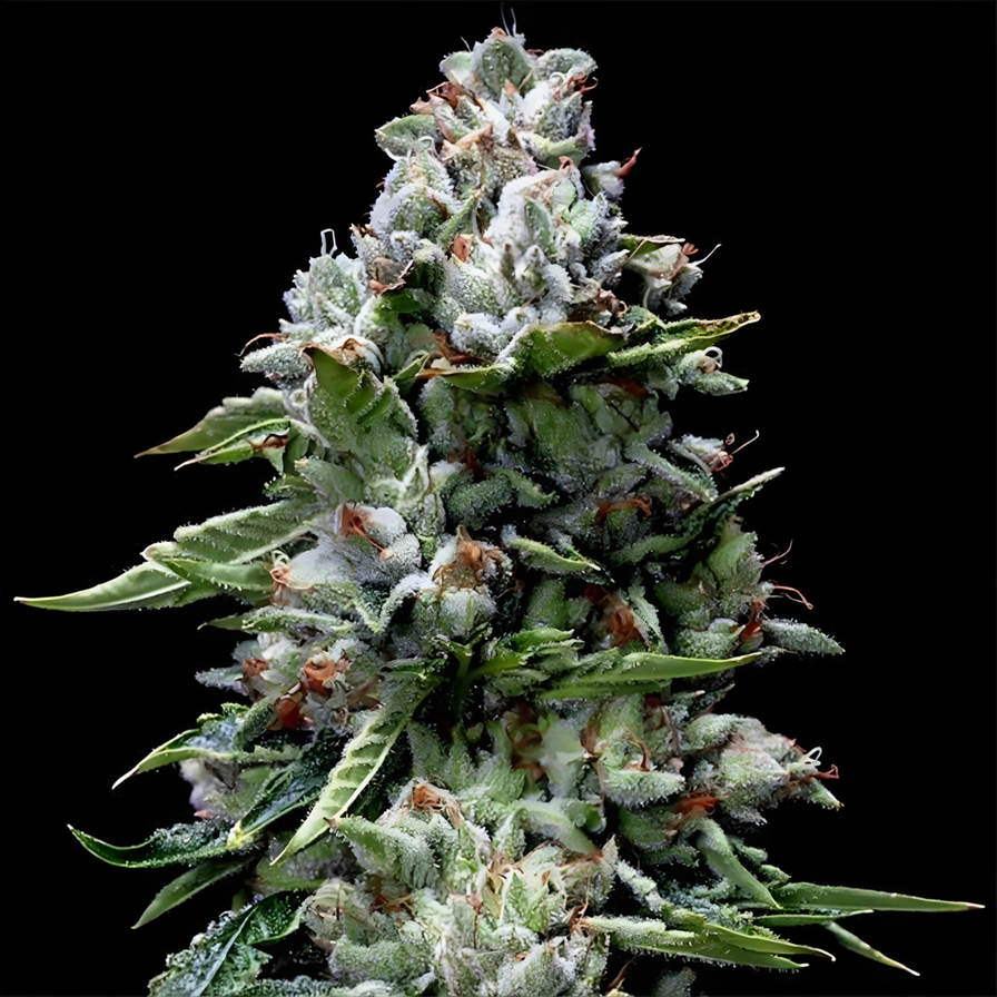 401k Steckling Steckling Lucky Hemp