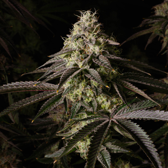 Kosher Kush Samen Feminisiert Samen Lucky Hemp