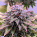 Watermelon Zkittlez Samen Feminisiert Samen Lucky Hemp