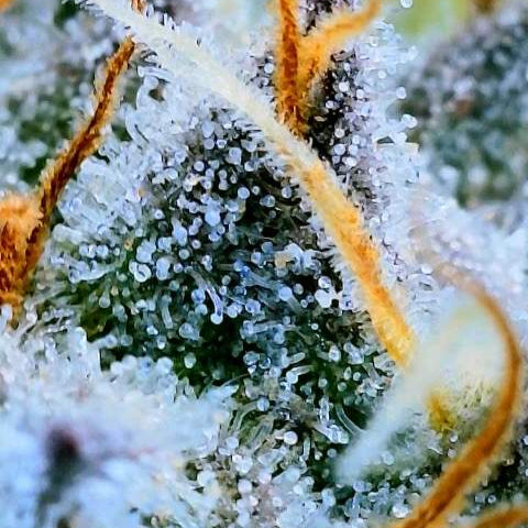 Watermelon Zkittlez Samen Feminisiert Samen Lucky Hemp