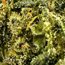 Watermelon Ökopack Blüten Lucky Hemp