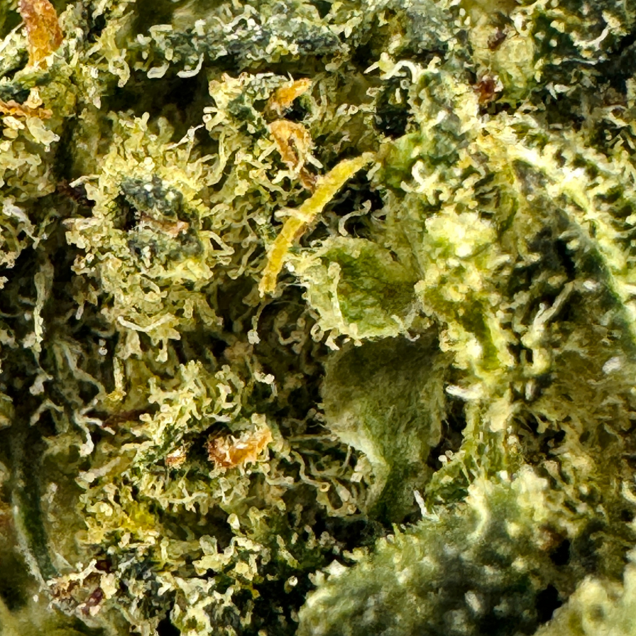 Watermelon Ökopack Blüten Lucky Hemp