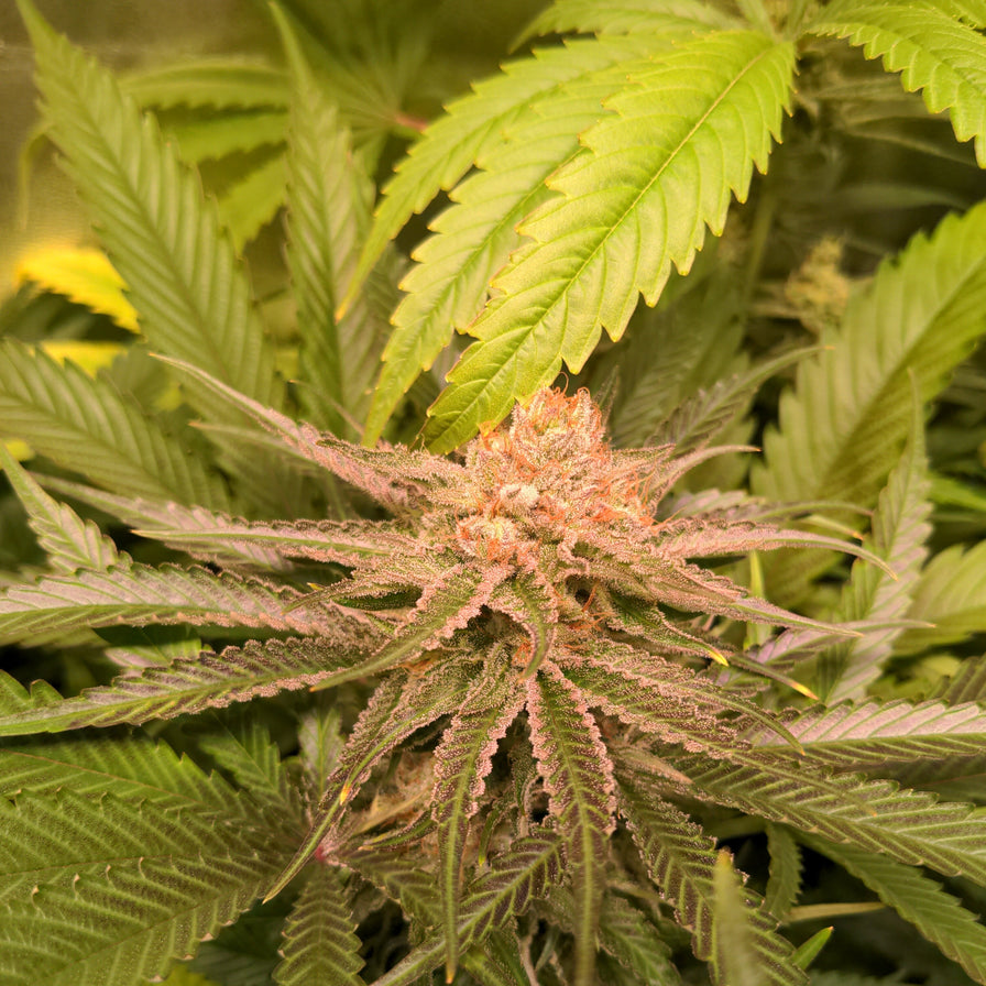 3x White Widow Samen Feminisiert Samen Lucky Hemp