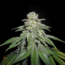 3x White Widow Samen Feminisiert Samen Lucky Hemp