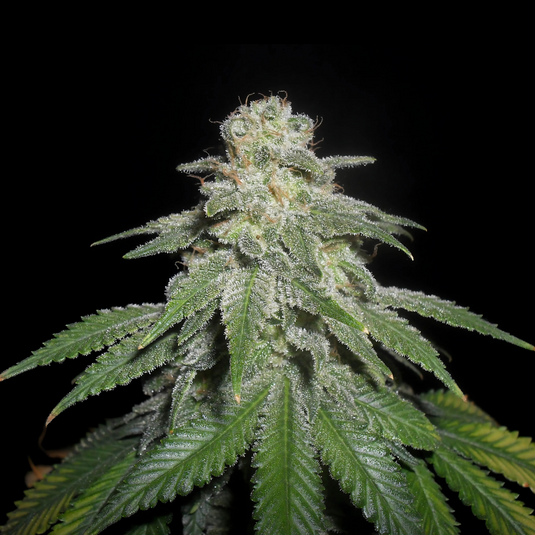 3x White Widow Samen Feminisiert Samen Lucky Hemp