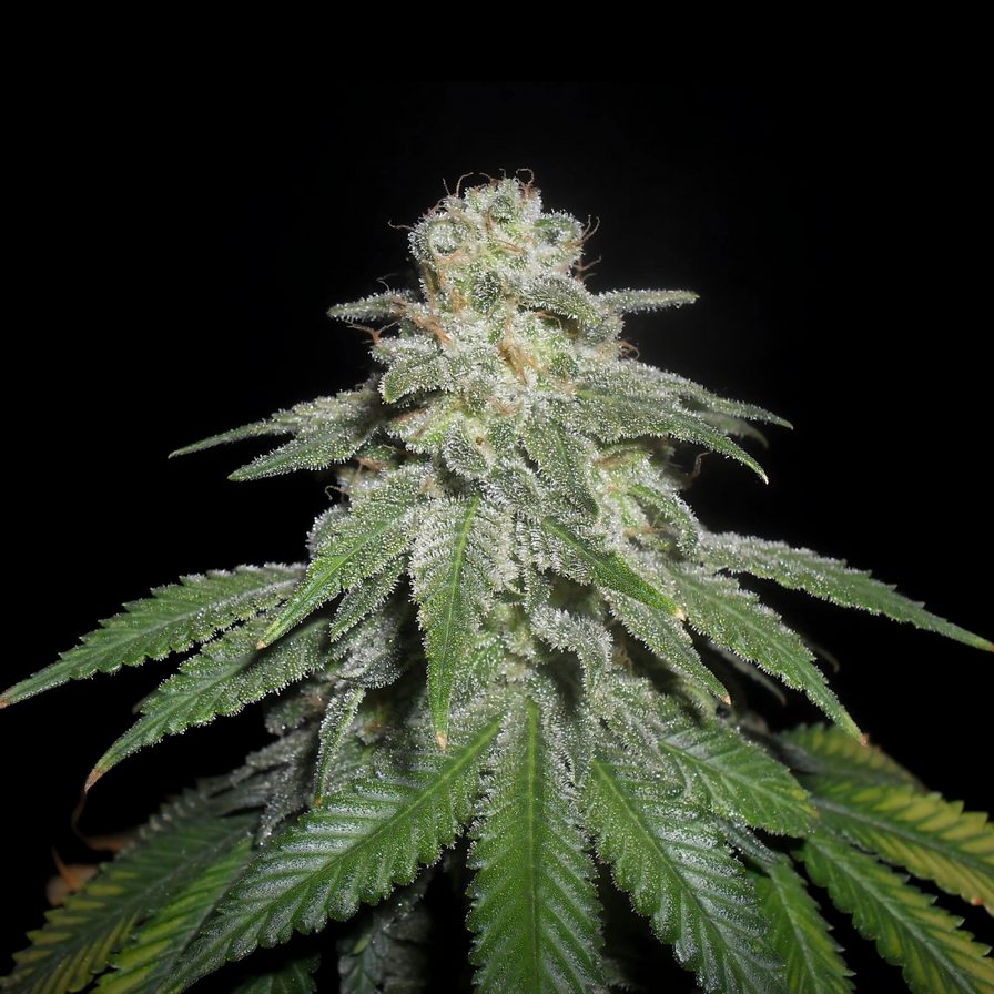 3x White Widow Samen Feminisiert Samen Lucky Hemp