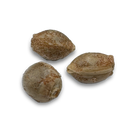 3x White Widow Samen Feminisiert Samen Lucky Hemp