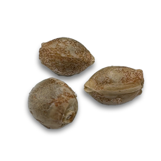 3x White Widow Samen Feminisiert Samen Lucky Hemp