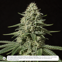 White Russian Steckling Steckling Lucky Hemp