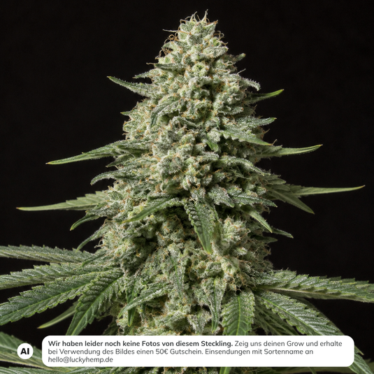 White Russian Steckling Steckling Lucky Hemp