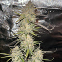 Amnesia Samen Automatik Samen Lucky Hemp