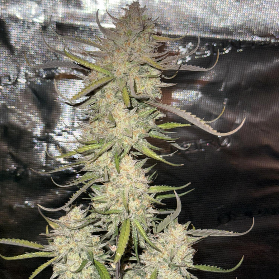 Amnesia Samen Automatik Samen Lucky Hemp