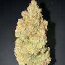 Amnesia Samen Automatik Samen Lucky Hemp