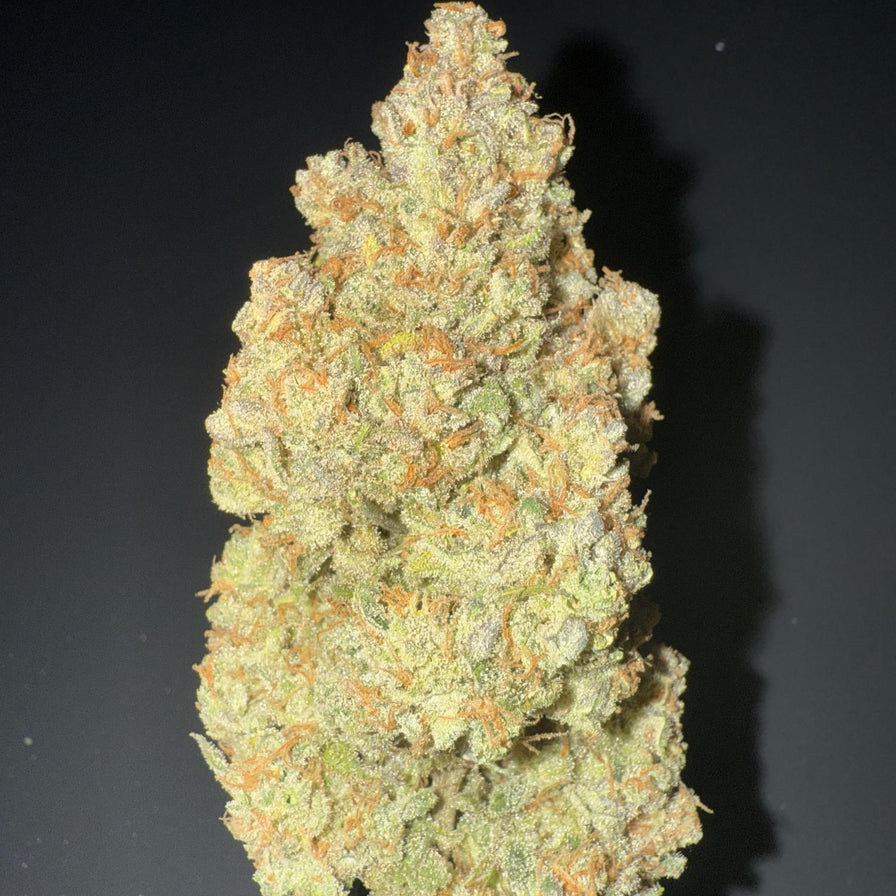 Amnesia Samen Automatik Samen Lucky Hemp