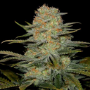 3x Amnesia CBD Samen Feminisiert Samen Lucky Hemp