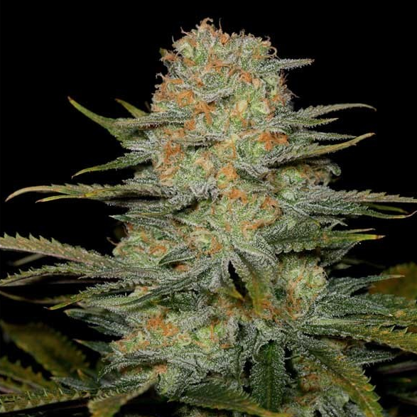 3x Amnesia CBD Samen Feminisiert Samen Lucky Hemp