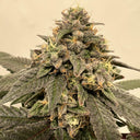 Apples & Bananas Samen Feminisiert Samen Lucky Hemp