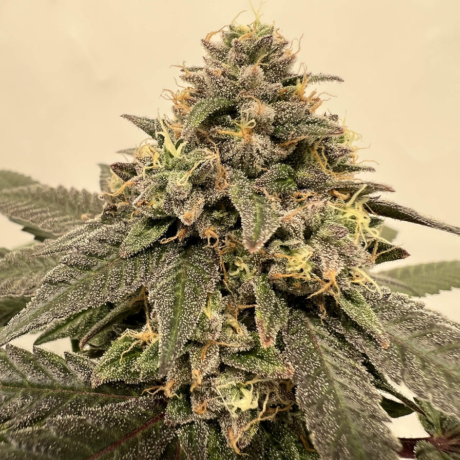 Apples & Bananas Samen Feminisiert Samen Lucky Hemp