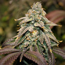 Granddaddy Purple Samen Automatik Samen Lucky Hemp