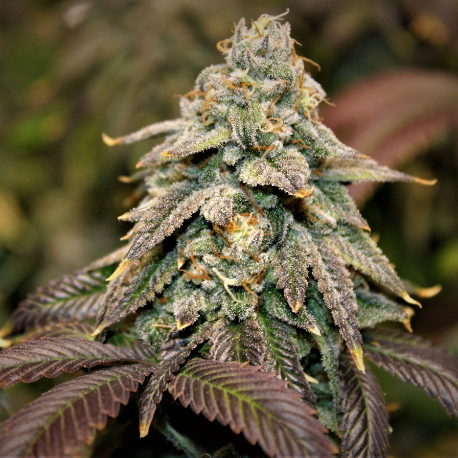 Granddaddy Purple Samen Automatik Samen Lucky Hemp