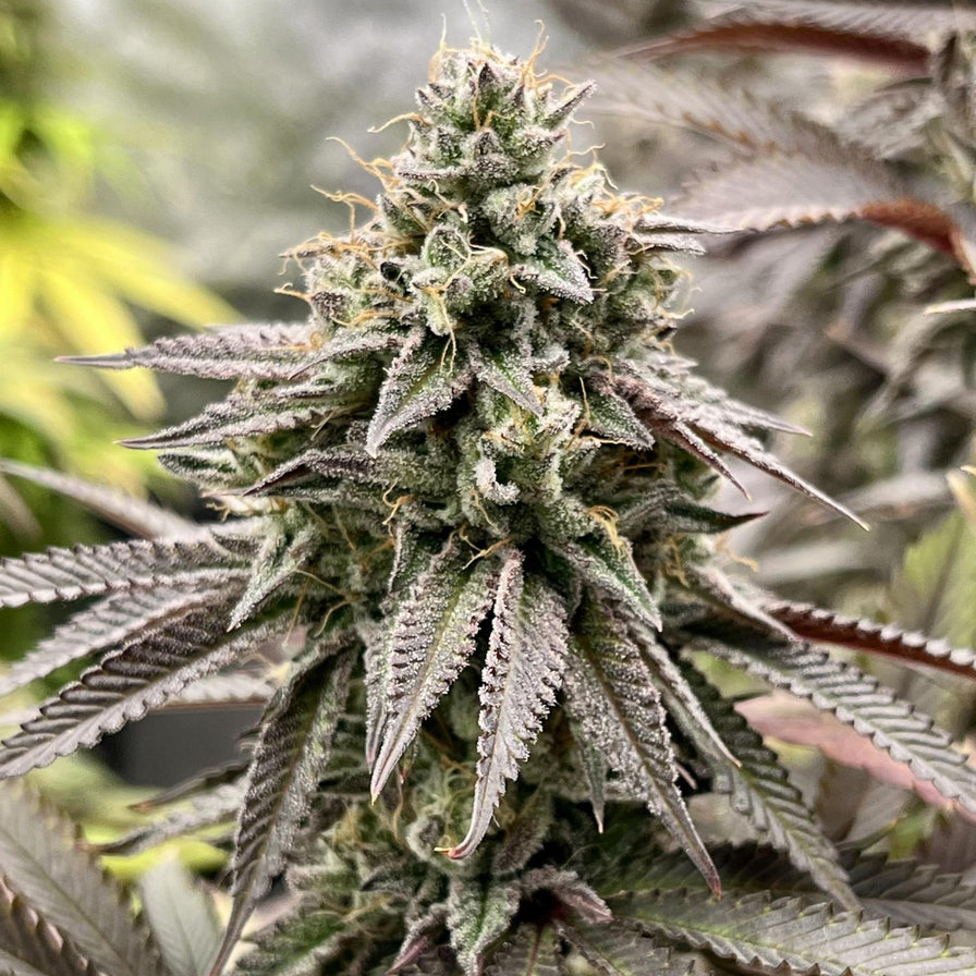 Granddaddy Purple Samen Automatik Samen Lucky Hemp