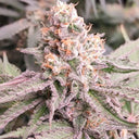 Hardcore OG Samen Automatik Samen Lucky Hemp