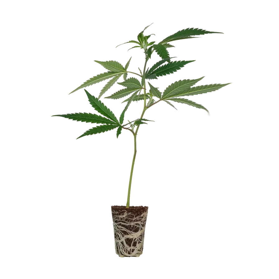 White Russian Steckling Steckling Lucky Hemp