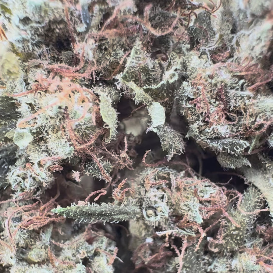 Lemon Cake Ökopack Blüten Lucky Hemp