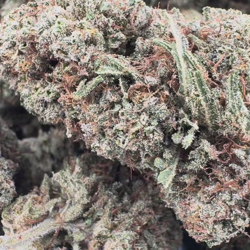 Lava Cake Ökopack Blüten Lucky Hemp