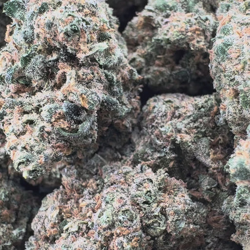 Trump OG Ökopack Blüten Lucky Hemp