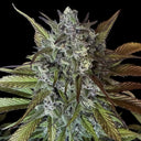 Strawberry CBD Samen Feminisiert Samen Lucky Hemp