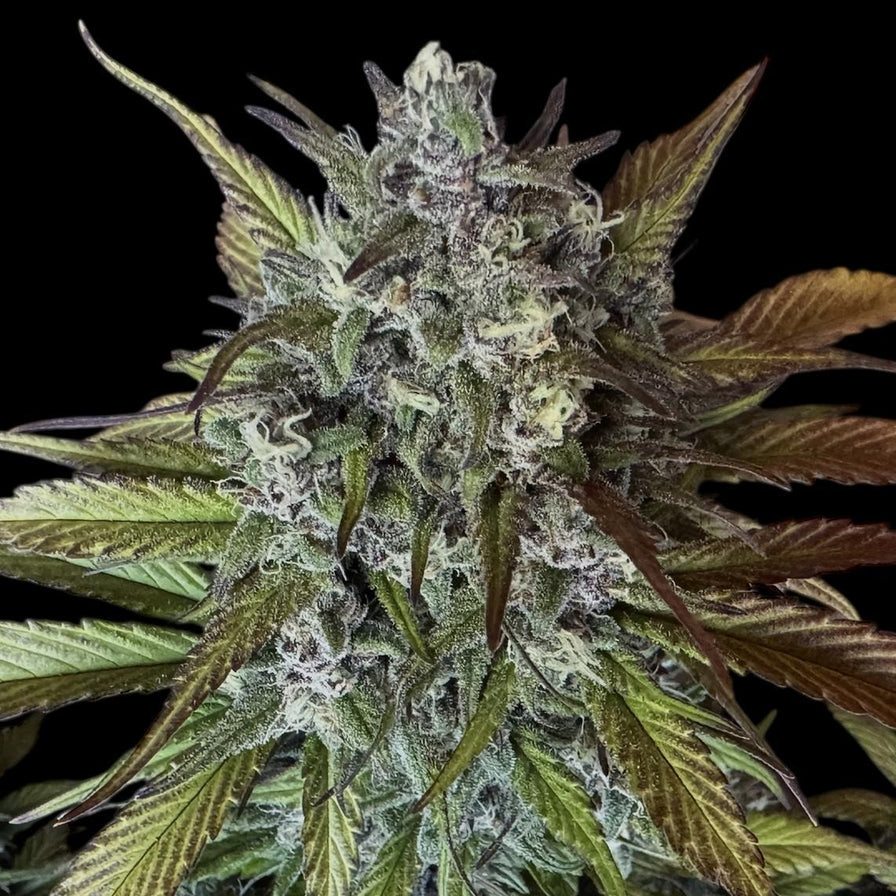 Strawberry CBD Samen Feminisiert Samen Lucky Hemp