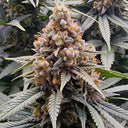 Tangerine Dream Samen Automatik Samen Lucky Hemp