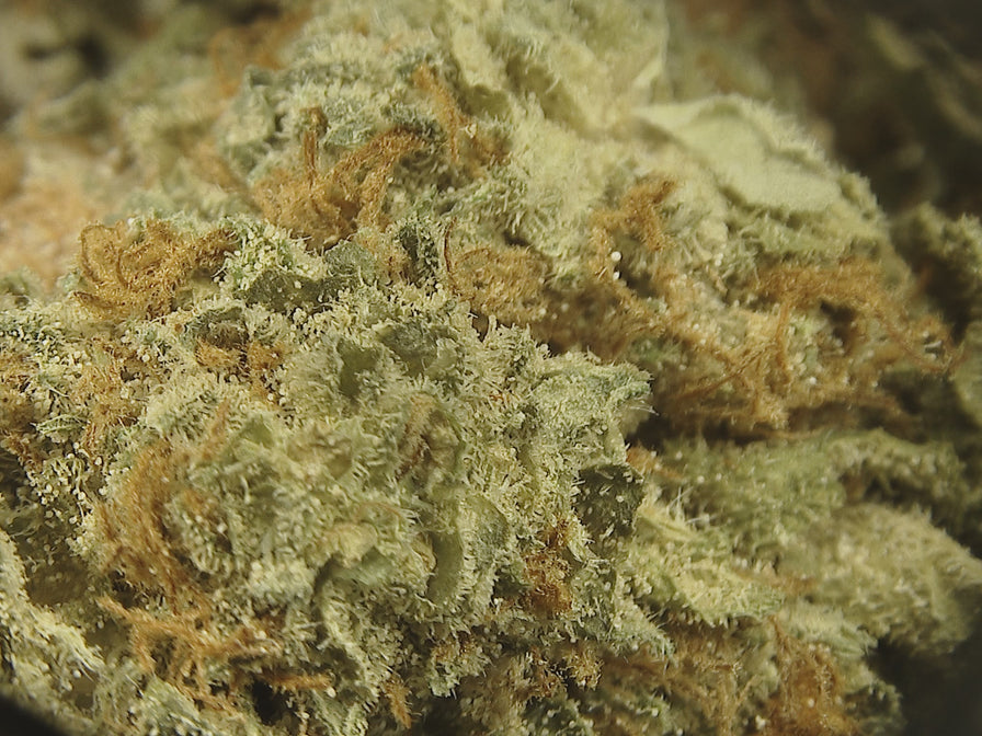 Amnesia Haze Ökopack Blüten Lucky Hemp