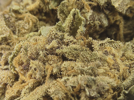 Purple Haze Glas Blüten Lucky Hemp